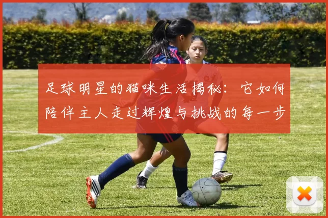 足球明星的猫咪生活揭秘：它如何陪伴主人走过辉煌与挑战的每一步